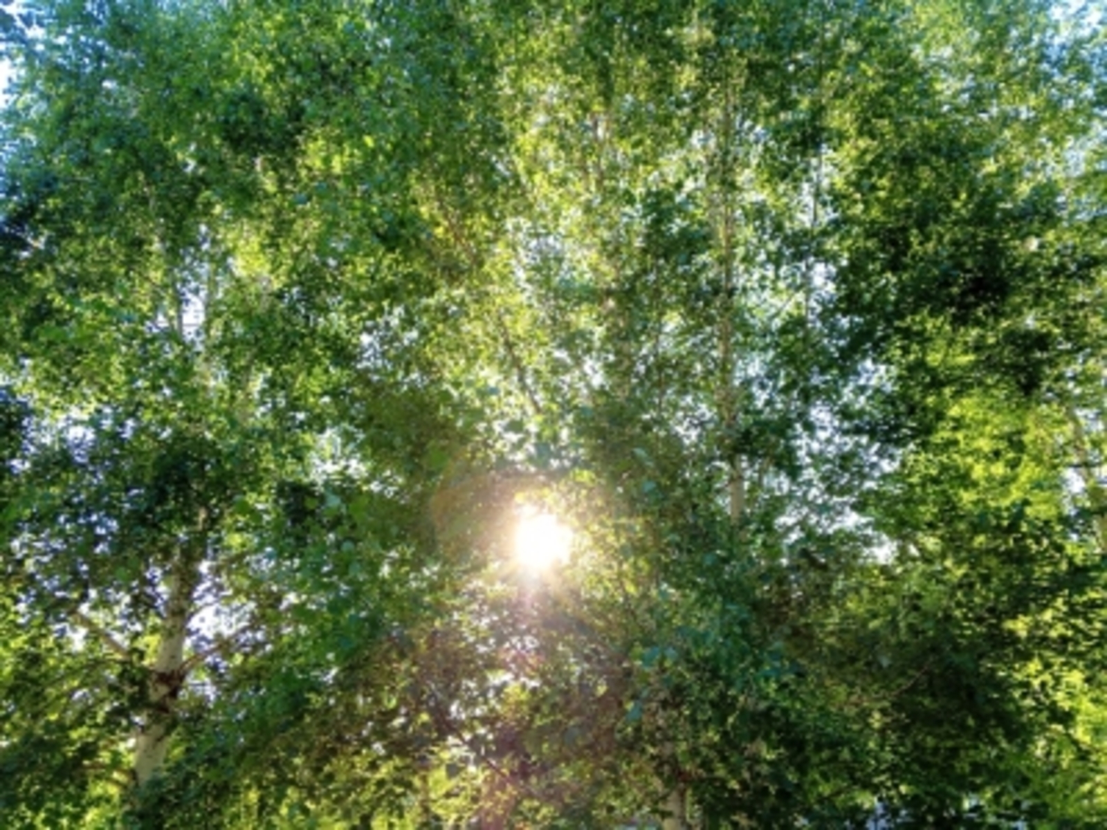 Аҙаштырған болан балаһы. Романдан өҙөк. Айһылыу Йәғәфәрова