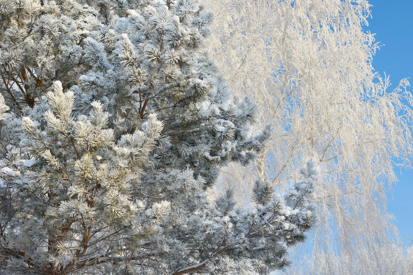 Әгәр мөхәббәт булмаһа. Хикәйә. Гөлсирә Ғиззәтуллина