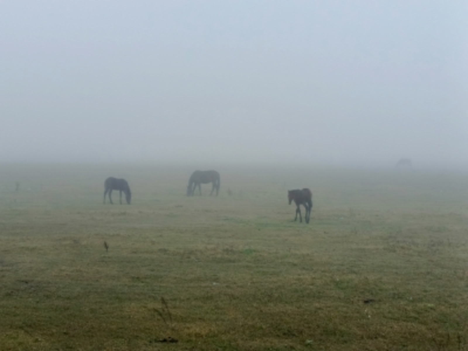 Миләүшә Ҡаһарманова АМАНАТ (хикәйә)