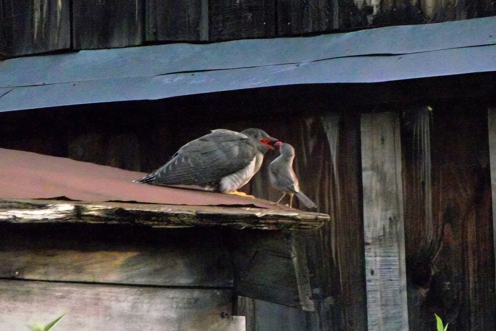 Ата кәкүк зары. Булған хәл. Миләүшә Ғәйфуллина