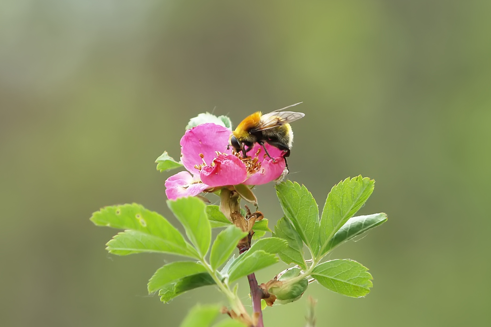 Файҙалы үҫемлектәр