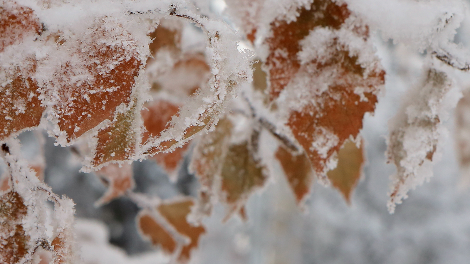 Ҡамыр уңмағанға кем ғәйепле?