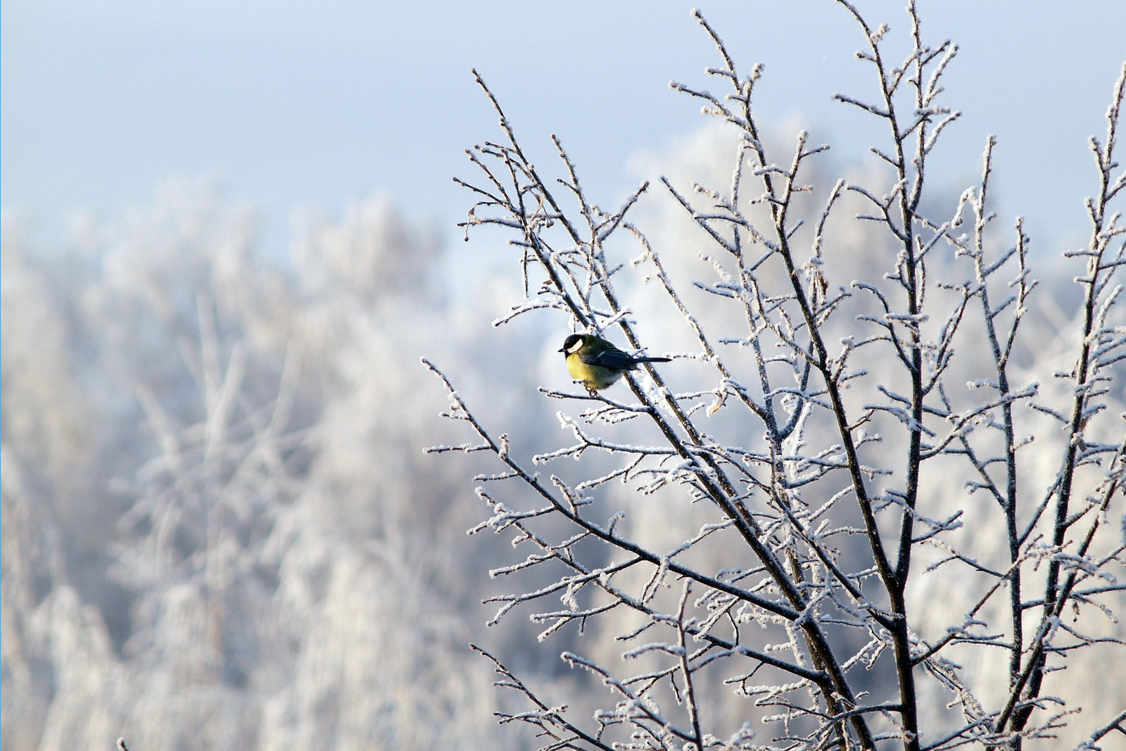 Һеҙгә, ҡәҙерле дуҫтарыбыҙ, матур нәсихəт булһын: