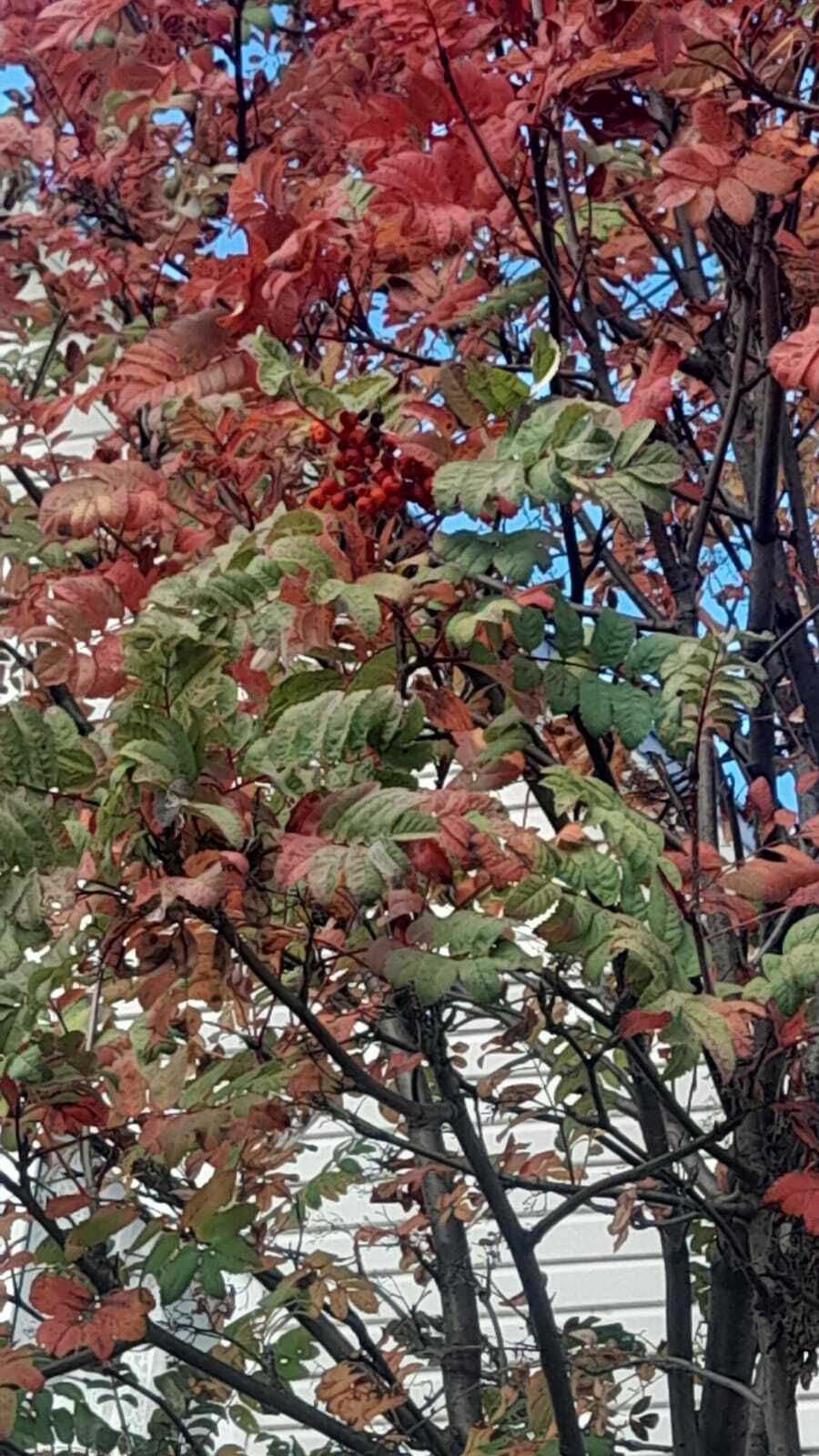 Миләштең әселеген нисек бөтөрөргә.