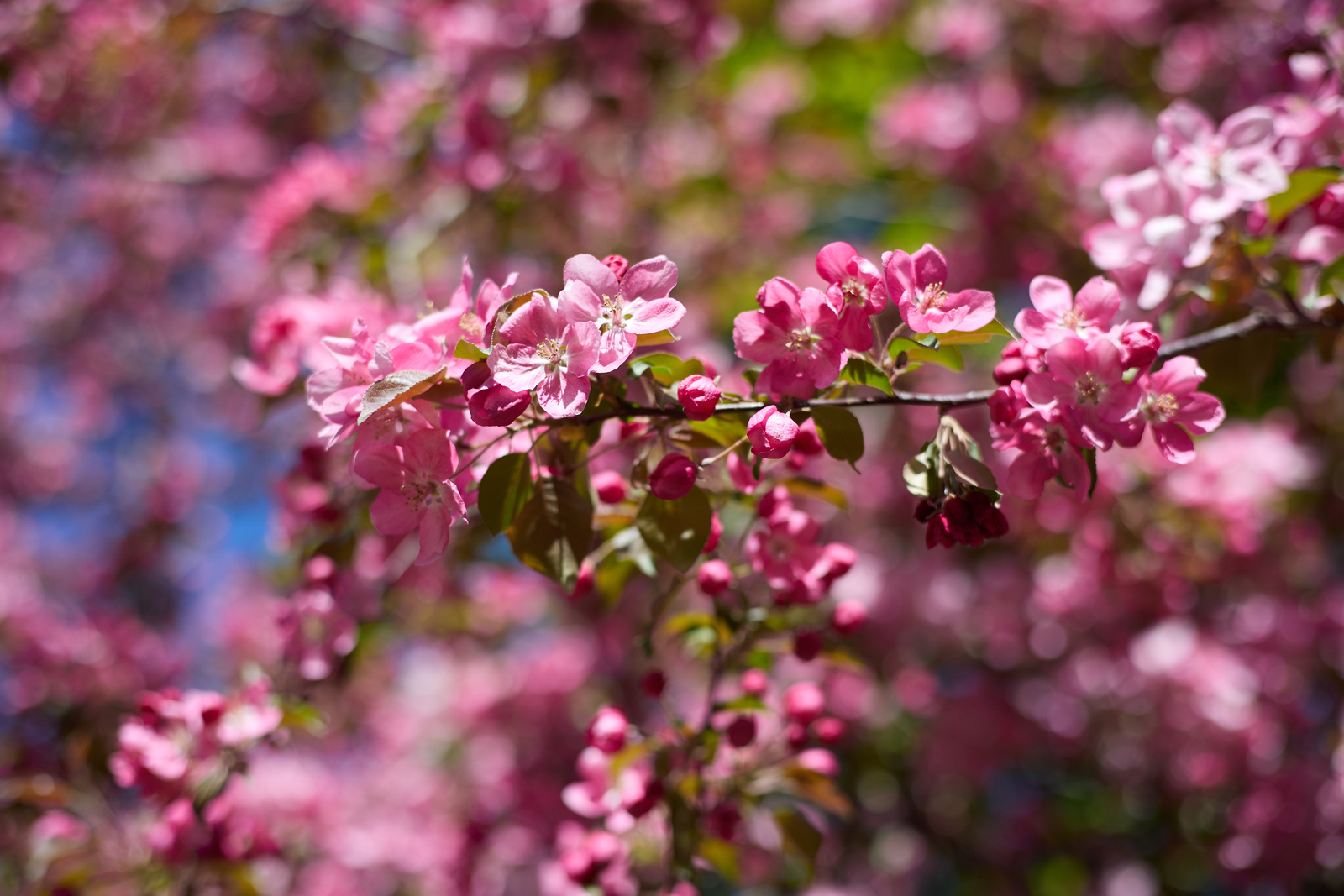 Тотҡонға алынған бәхет. Хикәйә. Миңзилә Хәкимова (Садыҡова).