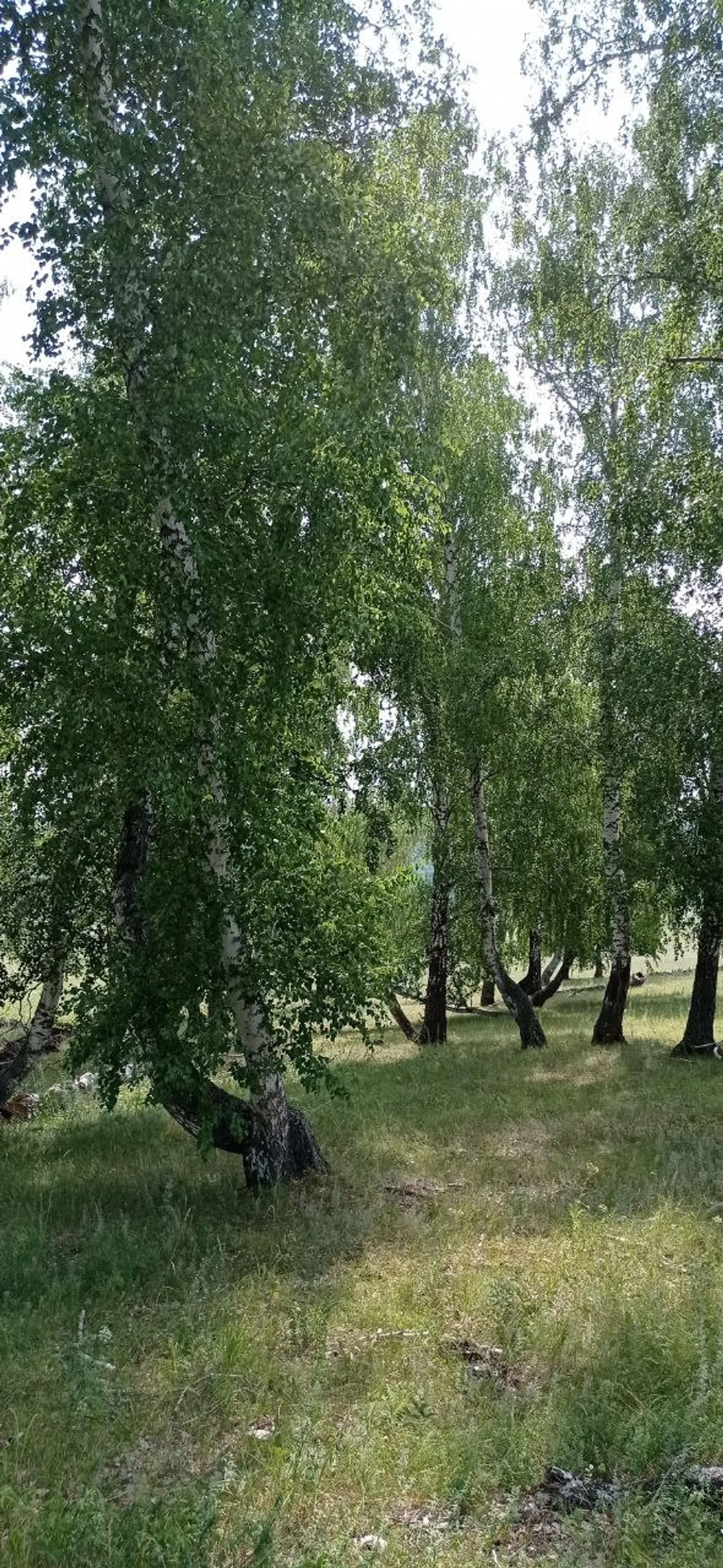 Гөлнур ЯҠУПОВА СОНАР Хикәйә