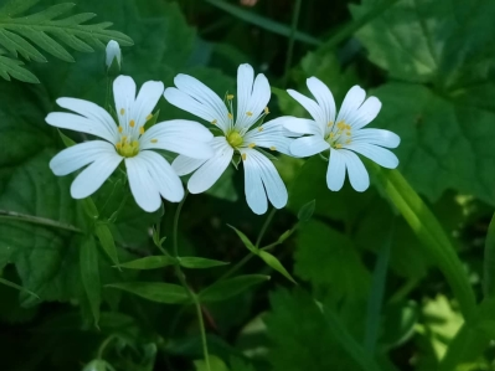 ҠАТЫН-ҠЫҘҘАР ӨСӨН ҮЛӘН ДАУАЛАРЫ