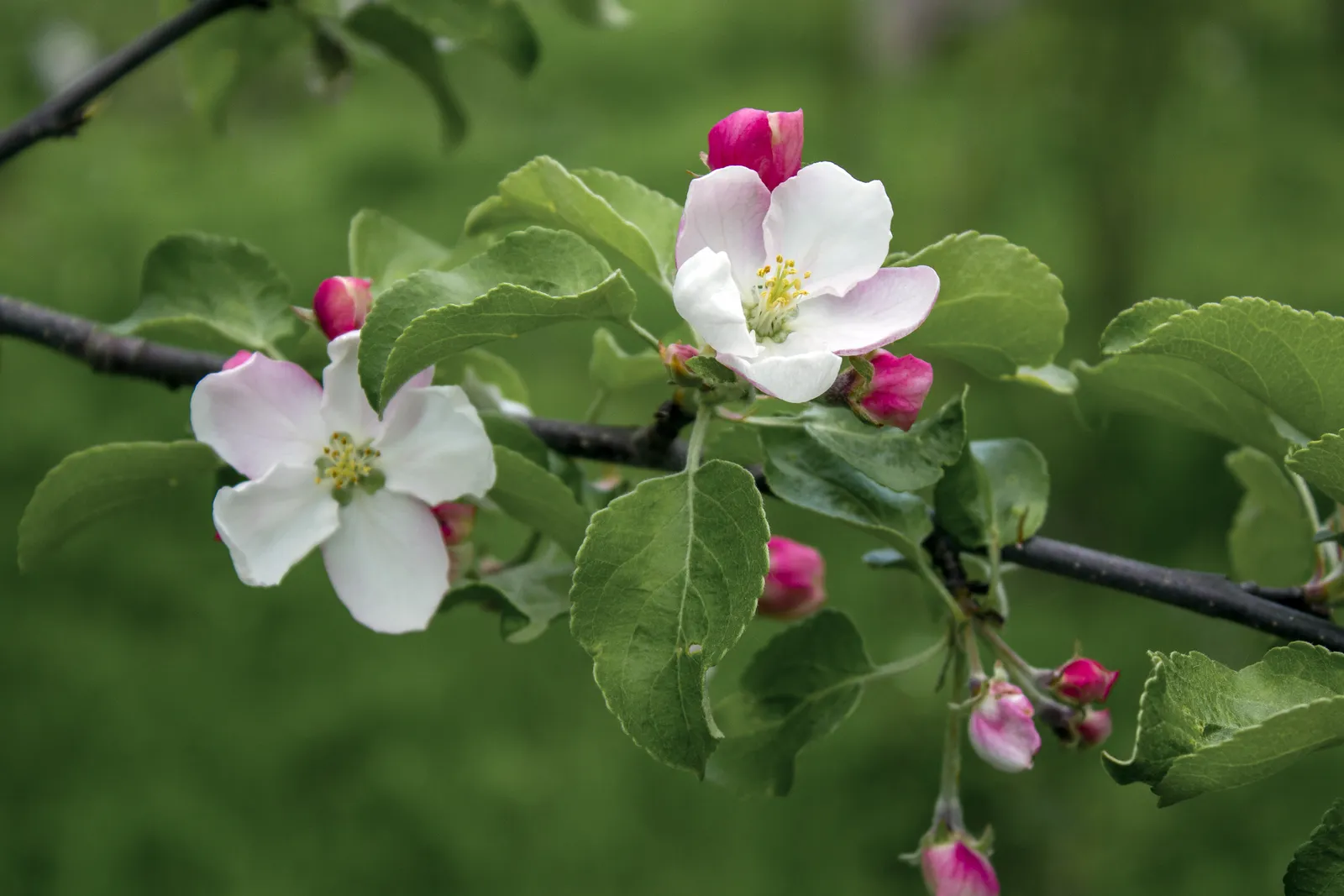 Фәрзәнәнең йыры (хикәйә) Ноғман Мусин.