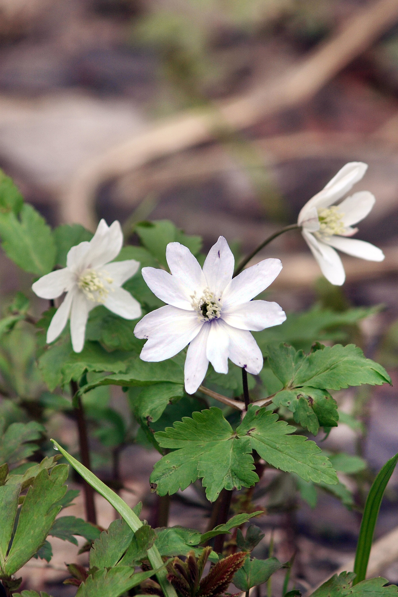 Фирүзә Абдллина шиғырҙары