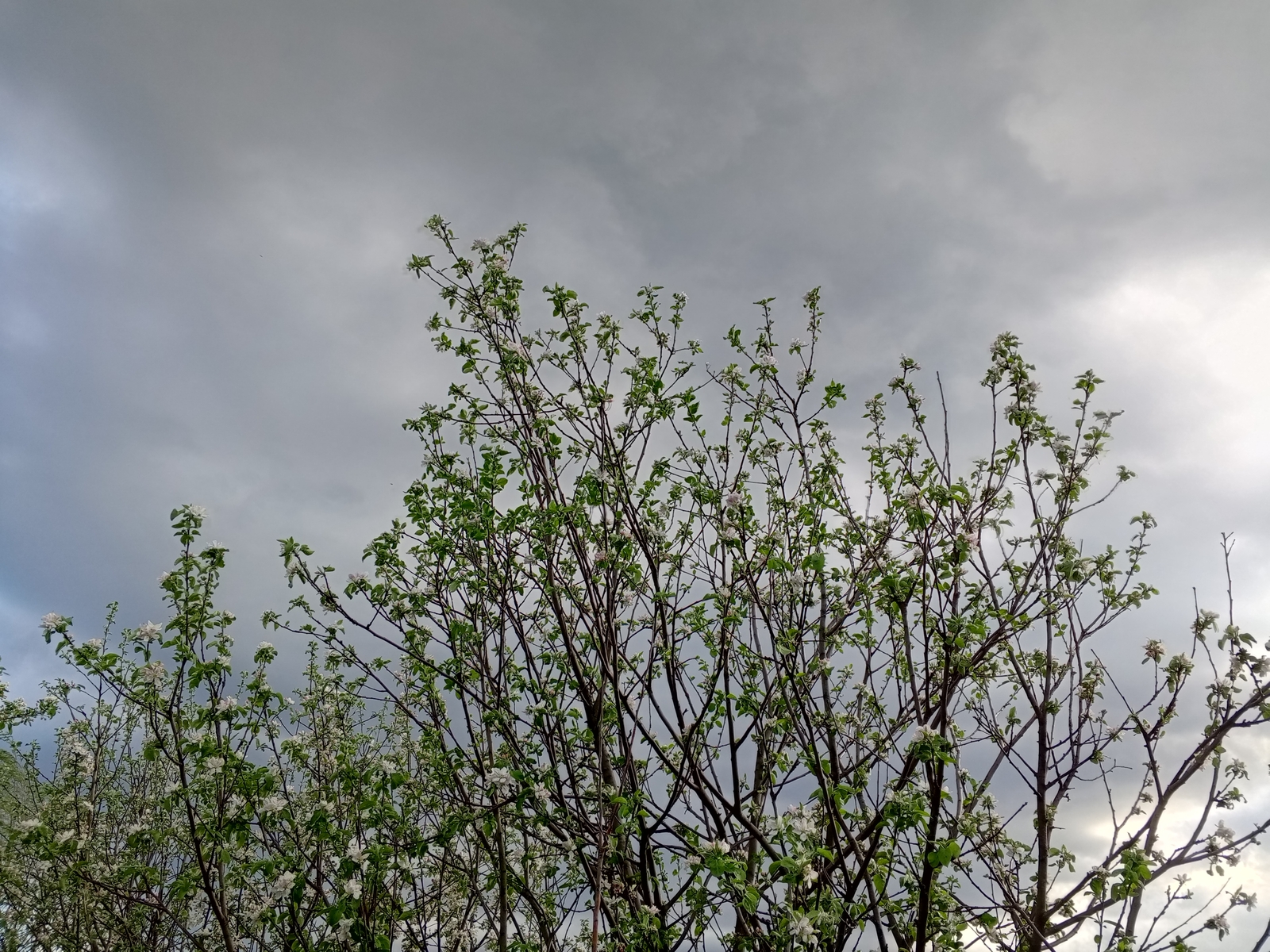 Уландарым – бурандарым (булған хәл)