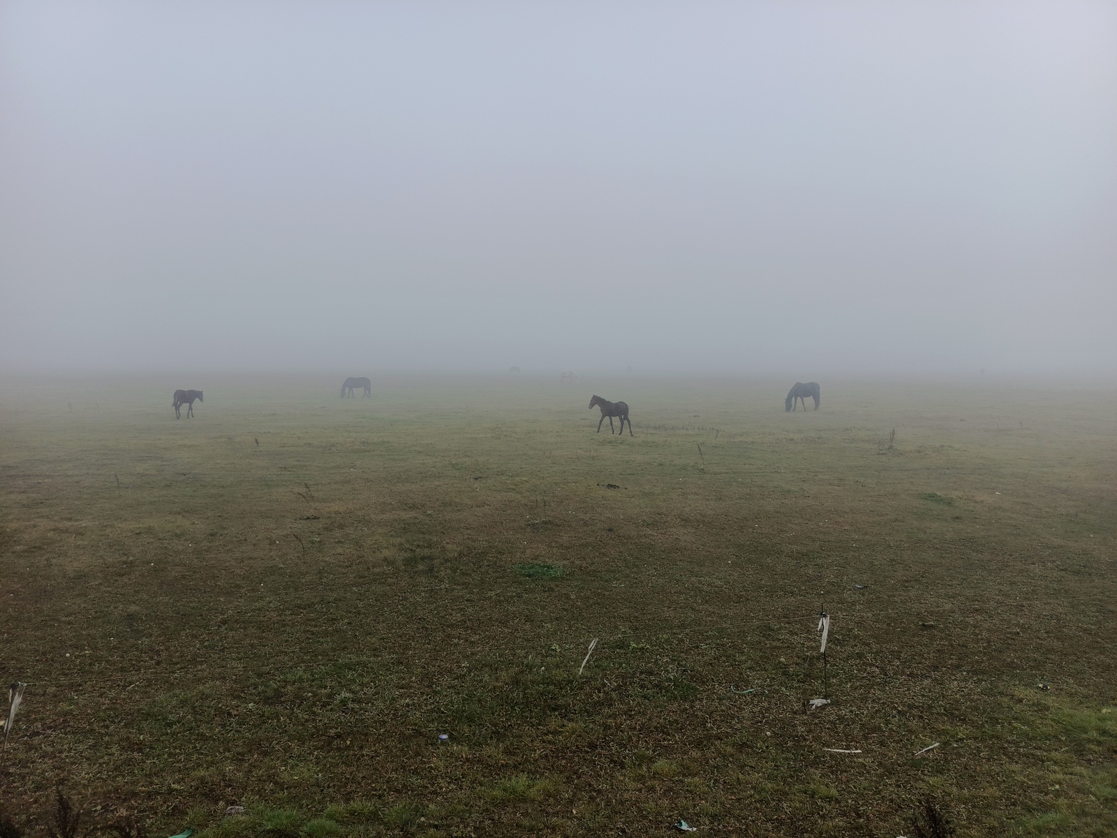 ДАЛА ТАҢДА ИЛАНЫ...Миләүшә Ҡаһарманова