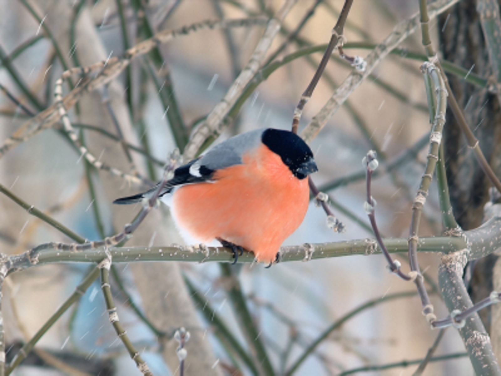 Ҡанатһыҙ ҡош балаһы. Хикәйә.