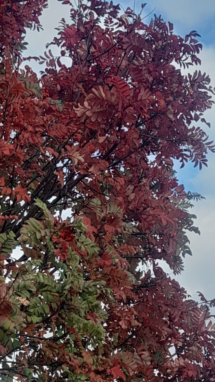 Миләштең әселеген нисек бөтөрөргә.