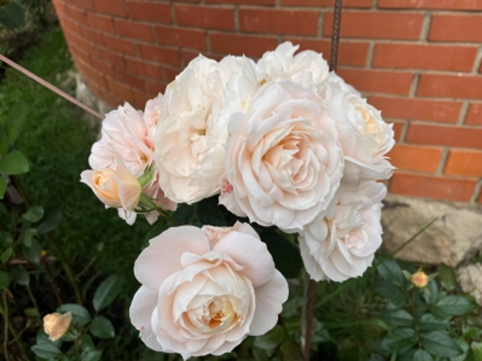 Гөл, гөл, гөлөм генәм. Хикәйә. Гөлсимә Иштанова-Алламоратова