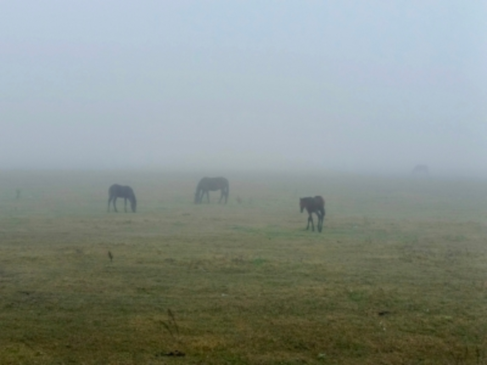 Миләүшә Ҡаһарманова АМАНАТ (хикәйә)