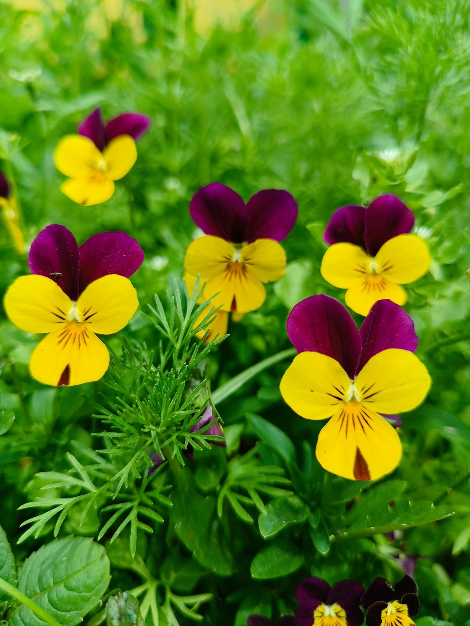 «Үрмә гөлдәй көнгә һонолам, Күңелемде һаҡлай шул йолам...»