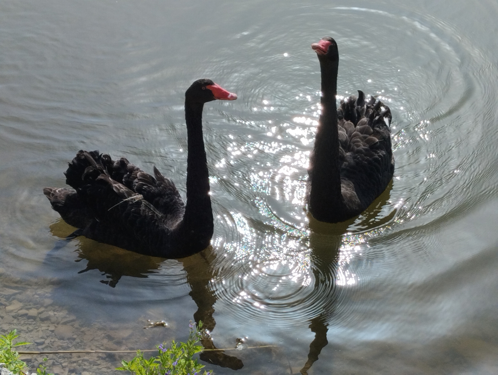 "Ғүмер буйы көтәсәкмен һине!" Лилиә Ғәниева