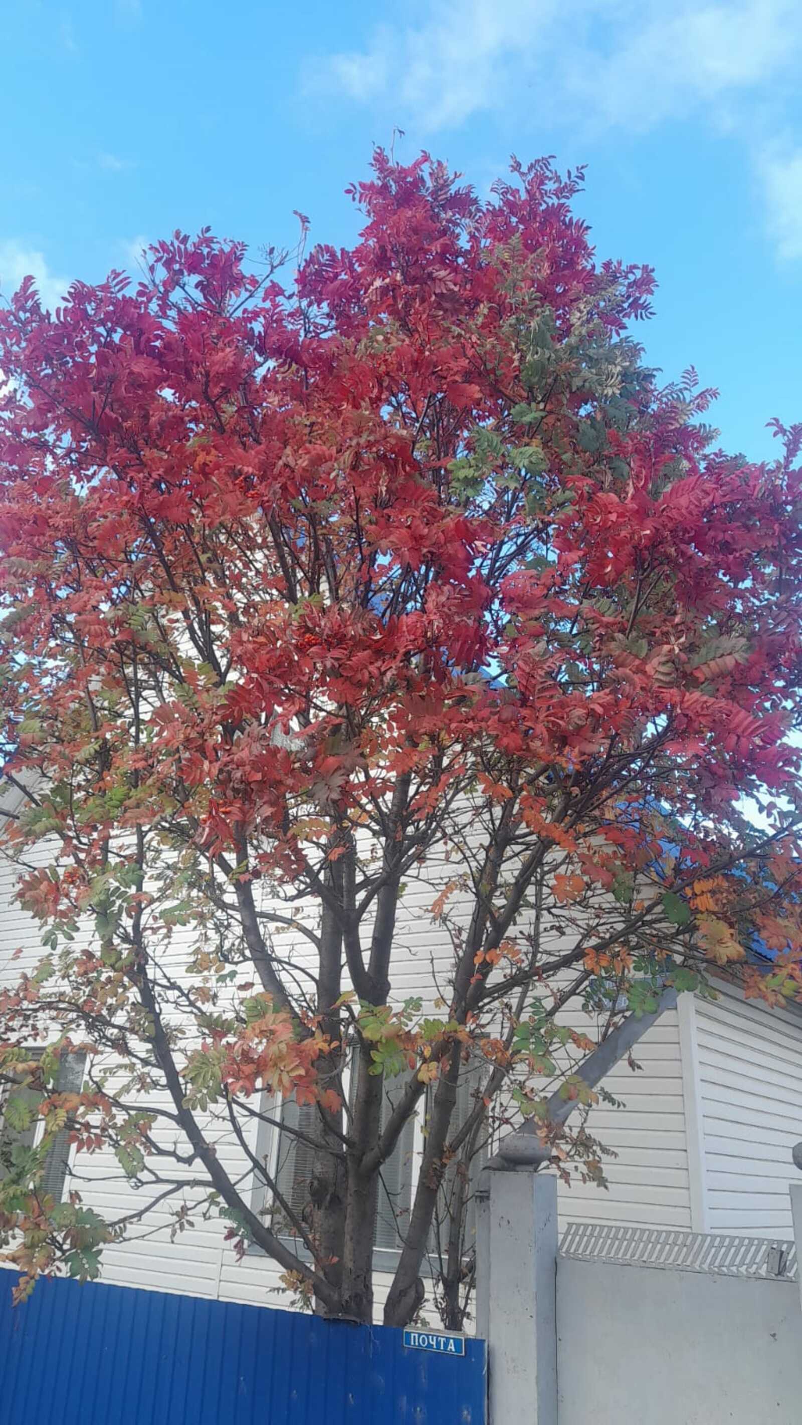 Миләштең әселеген нисек бөтөрөргә.