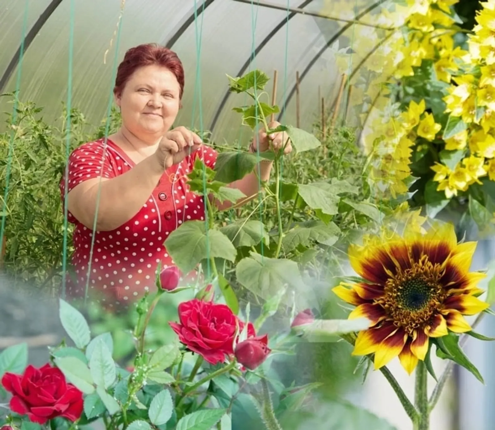 БАҠСА Бәләкәй ожмах
