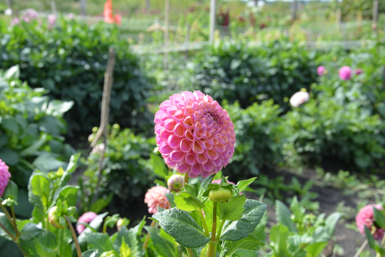 Түлһеҙ. Хикәйә. Гөлсирә Ғиззәтуллина.