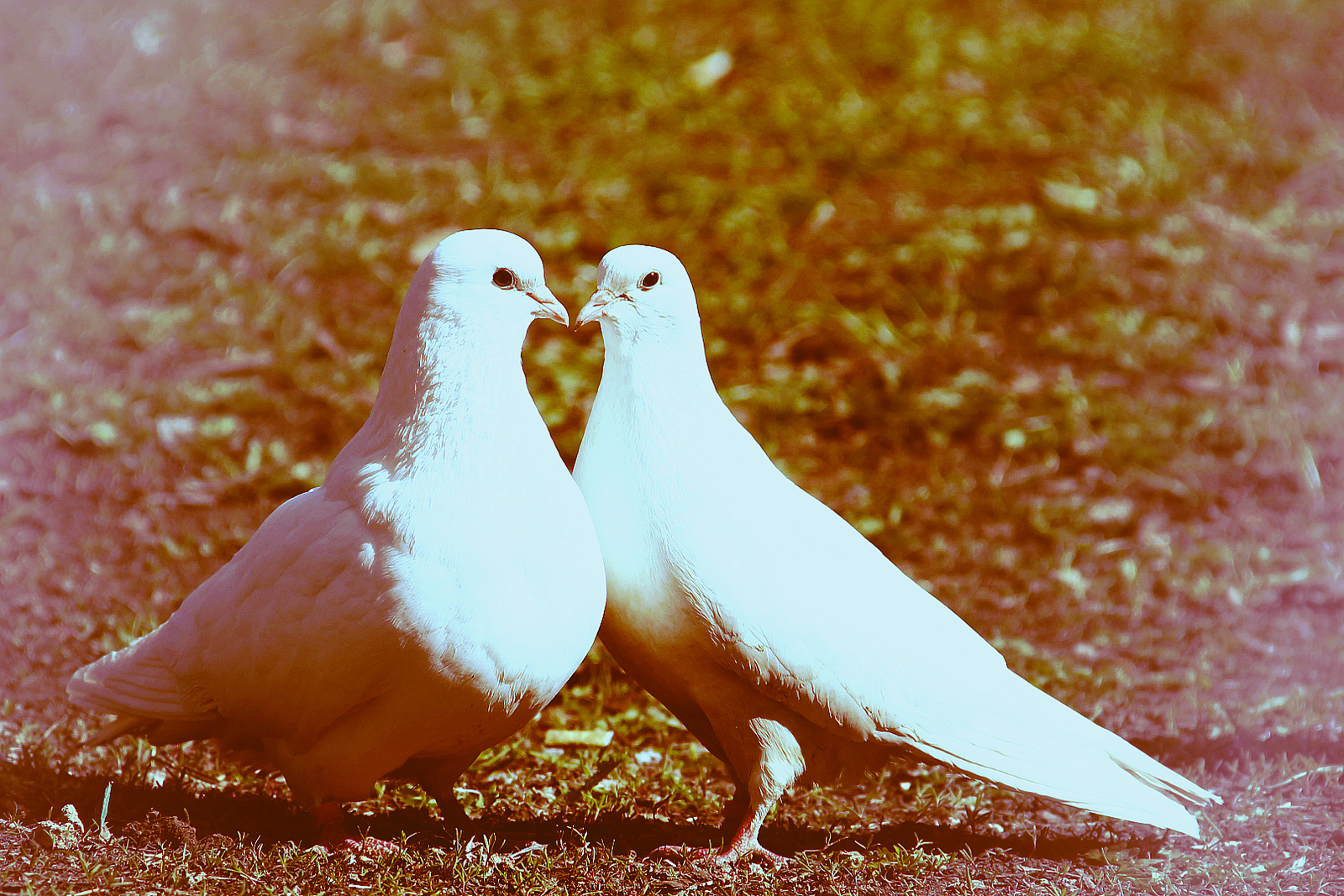 Атаҡай. Хикәйә. Миләүшә Ҡаһарманова.