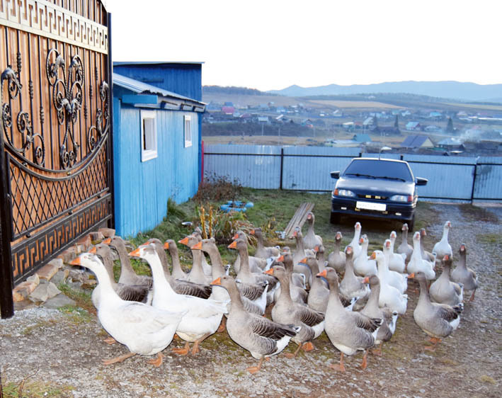 Ирҙәрҙең аҫылдары Күнәктәге аҡ донъя