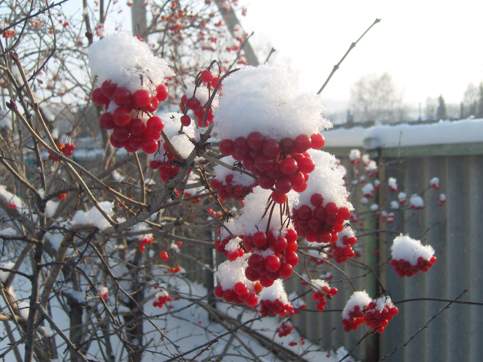 Тормош һынауҙарҙан үрелгән Хикәйә. Рима Вәлиева- Ҡаһарманова